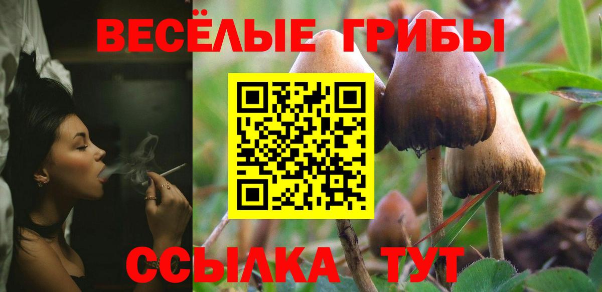 Галлюциногенные грибы Psilocybe Бугуруслан